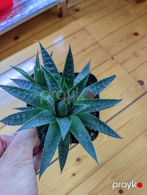 Aloe Aristata. Tam sağlam, problemsiz. Baxımı çox sadə. Torpaq — Sumqayıt