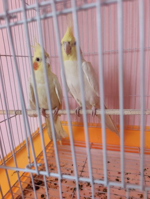 Nymph paraketləri (Cockatiel) – 2 ədəd cüt Xüsusiyyətlər: - Rəng — Bakı