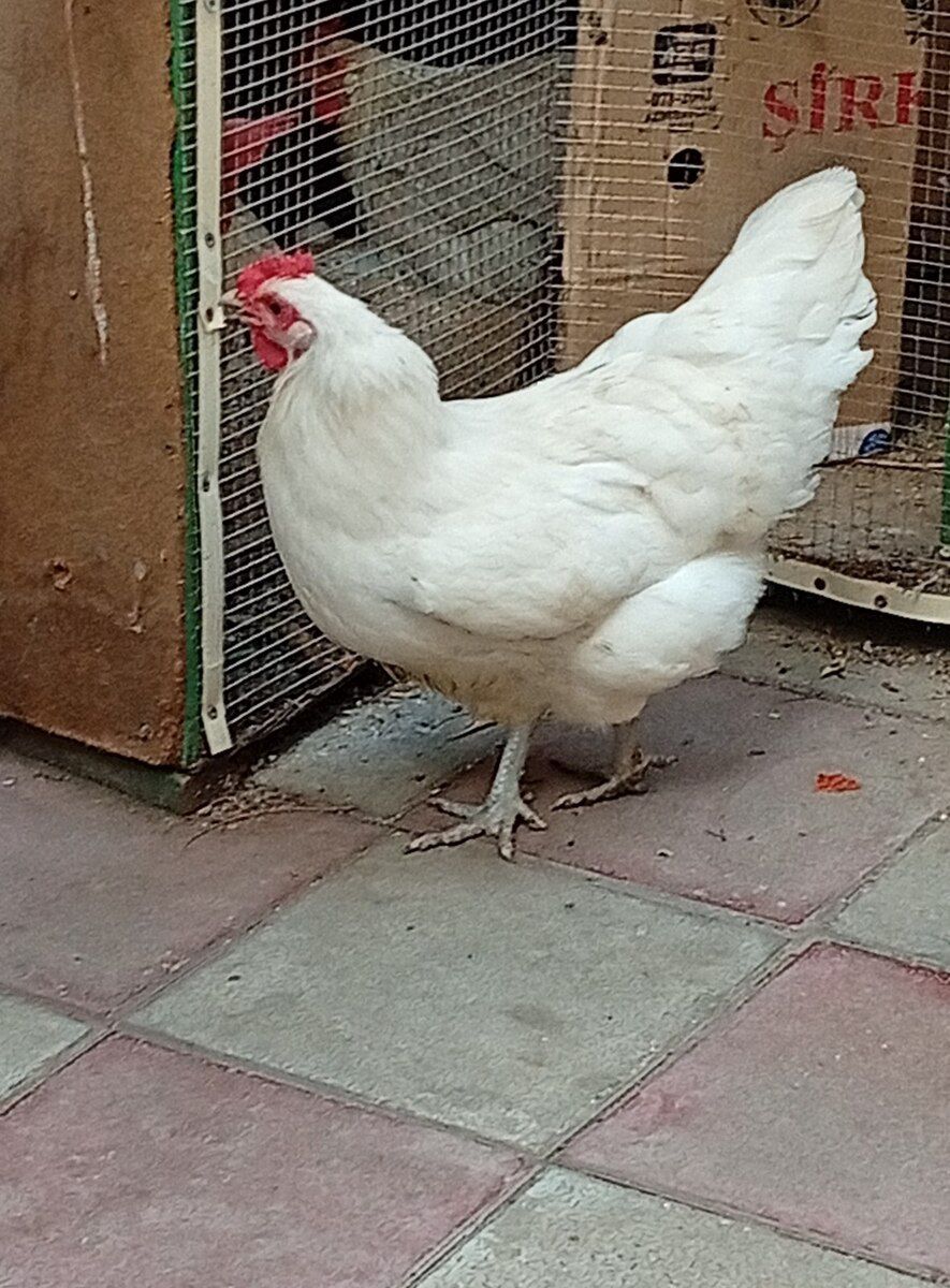 Avstralorp fərəsi — Quşlar, Bakı (6)