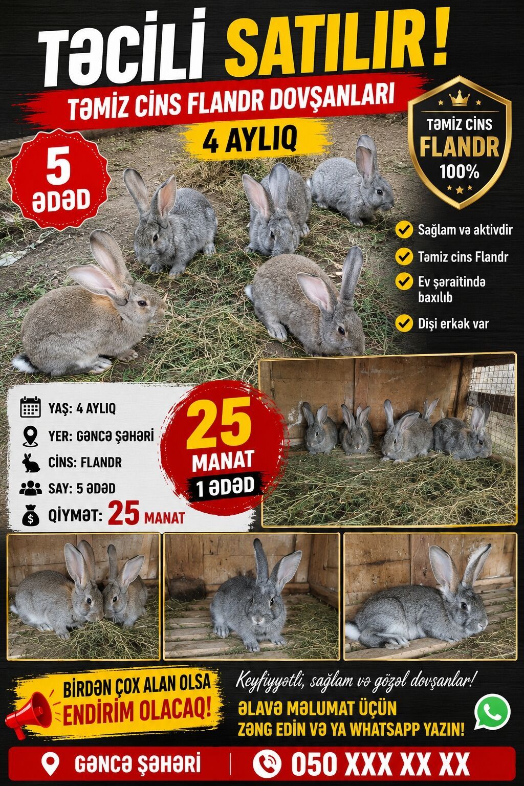 Təmiz cins Flandr dovşanları – 4 aylıq - Cins: Flandr (100% təmiz — Dovşanlar, Gəncə