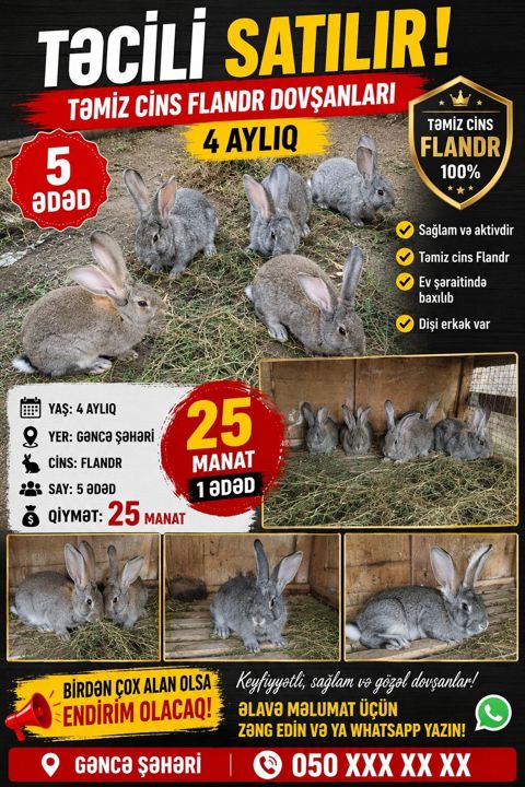 Təmiz cins Flandr dovşanları – 4 aylıq - Cins: Flandr (100% təmiz — Gəncə