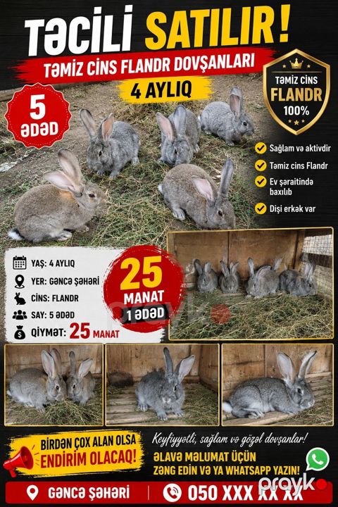 Təmiz cins Flandr dovşanları – 4 aylıq - Cins: Flandr (100% təmiz — Gəncə