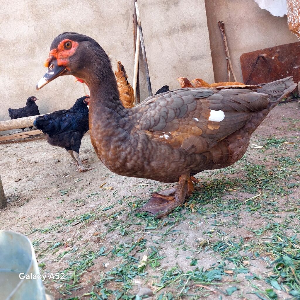 Orginal Təmiz qan Krasnador Erkəyi 6 Aylıqdı Tam Sağlam ideal erkəydi — Quşlar, Digah (3)