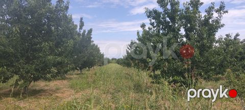 Satılır torpaq 231 sot