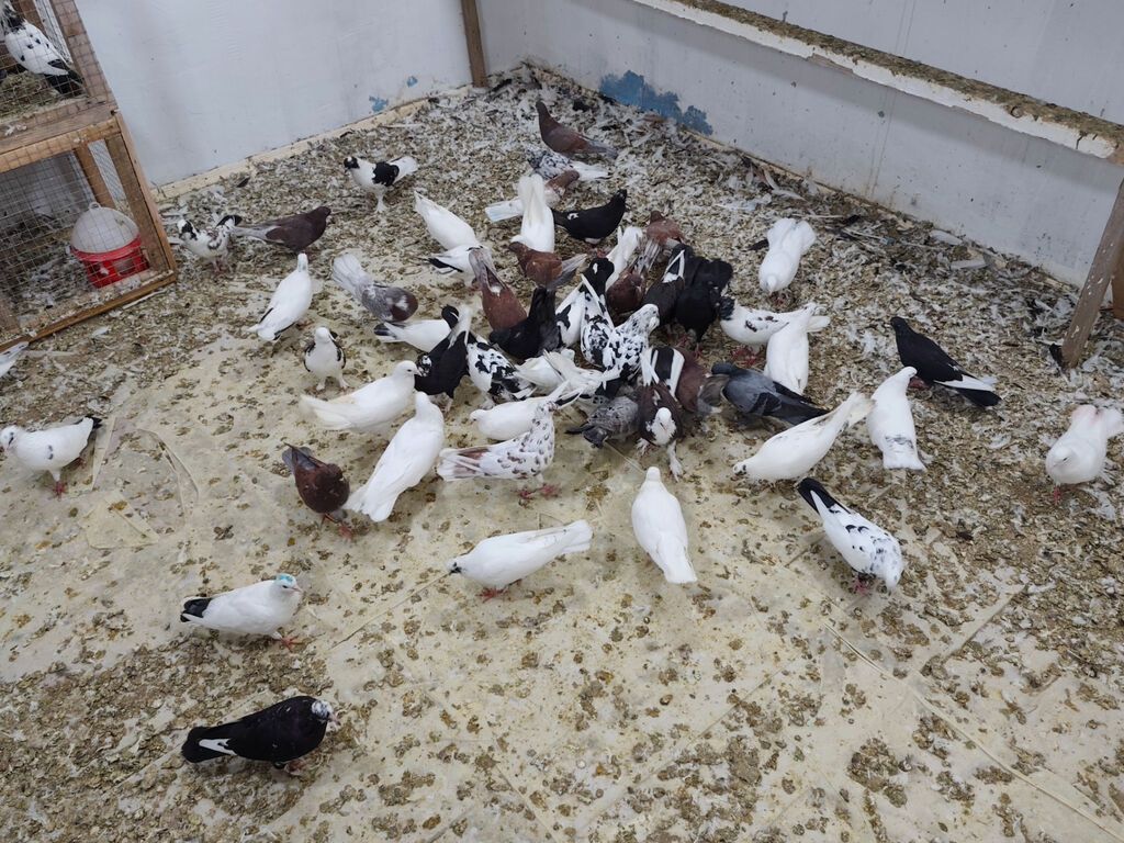 Satılır 4 manatdan hamsi tutulma heyvanlardir unvan Baki rayonlara — Digər heyvanlar, Bakı (7)
