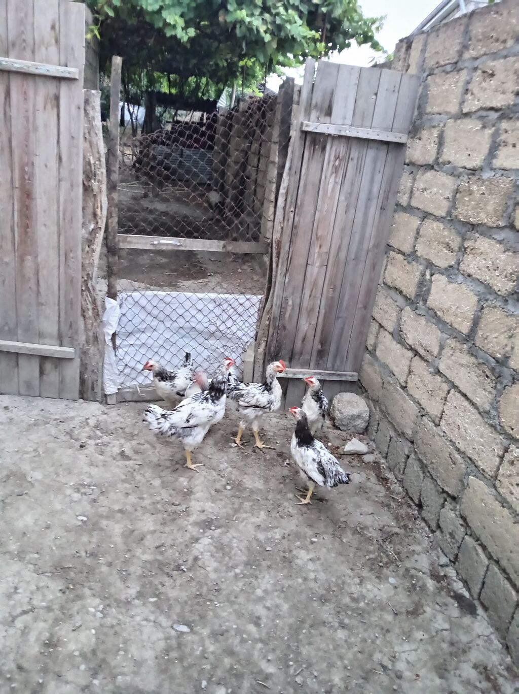 Toyuq cücələri, Ətlik, Ünvandan götürmə — Heyvanlar, Xaçmaz (2)