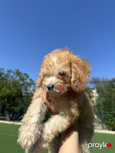 Pudel, 2 ay, Erkək, Ünvandan götürmə, Ödənişli çatdırılma — Bakı