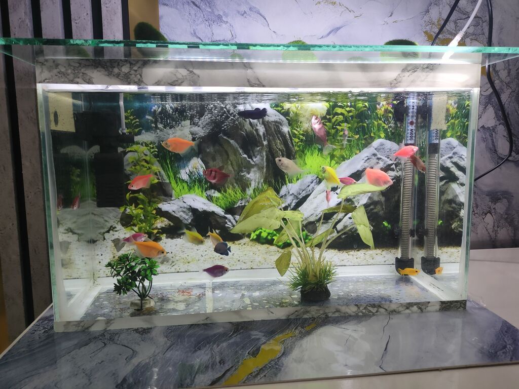 Şüşə akvarium 17 eded Glofish balığı renga reng 2 dekor bezekli — Heyvanlar, Gəncə (2)