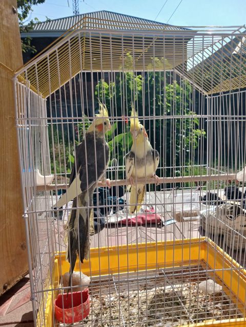 Nimfa papuqayları (cüt) - Növ: Nimfa (Cockatiel) – başında sarı ibik — Sumqayıt