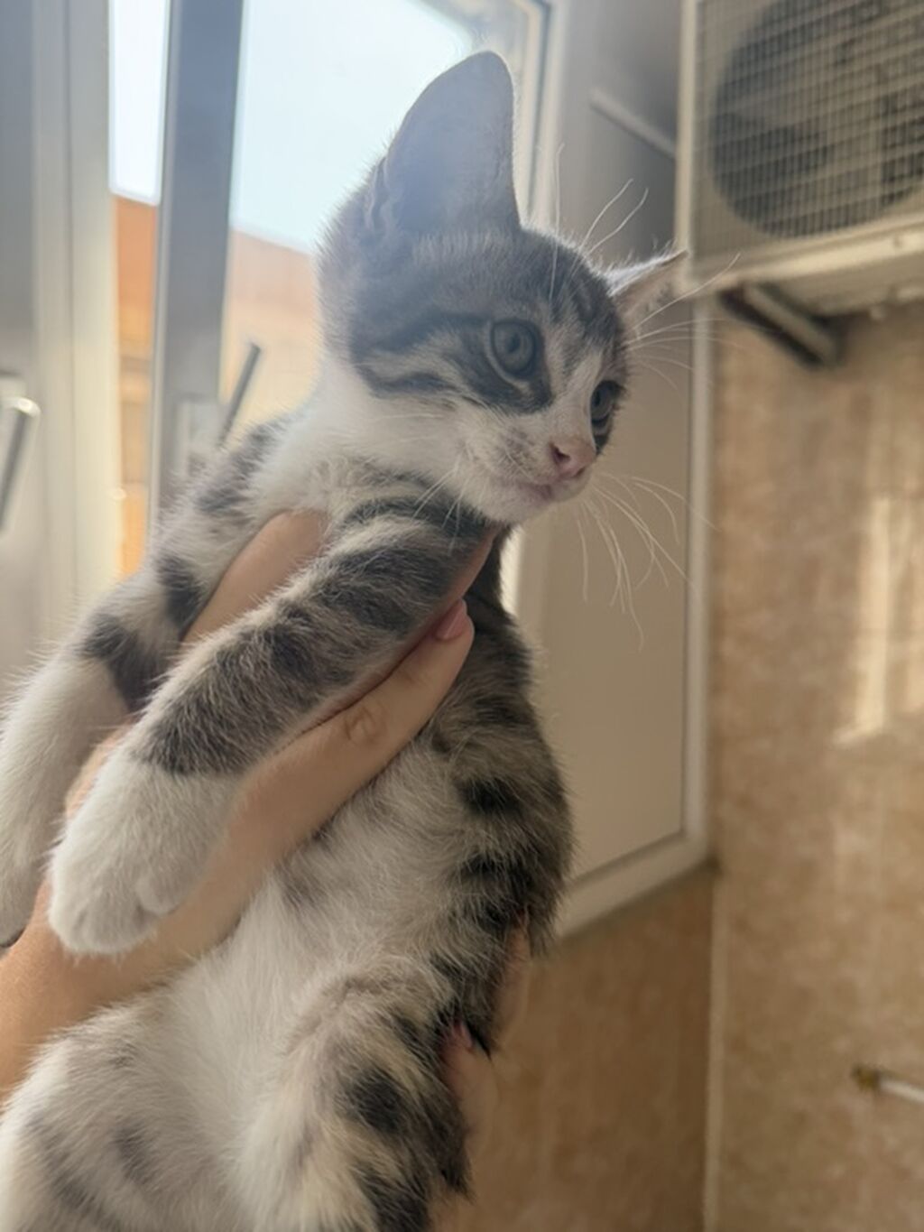 Tabbi, Yaxşı əllərə — Pişiklər, Bakı (5)