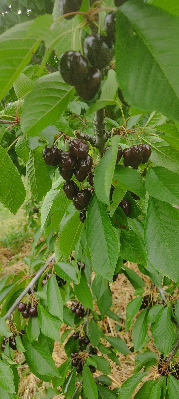 Satılır torpaq 231 sot — Torpaq, Qusar (9)