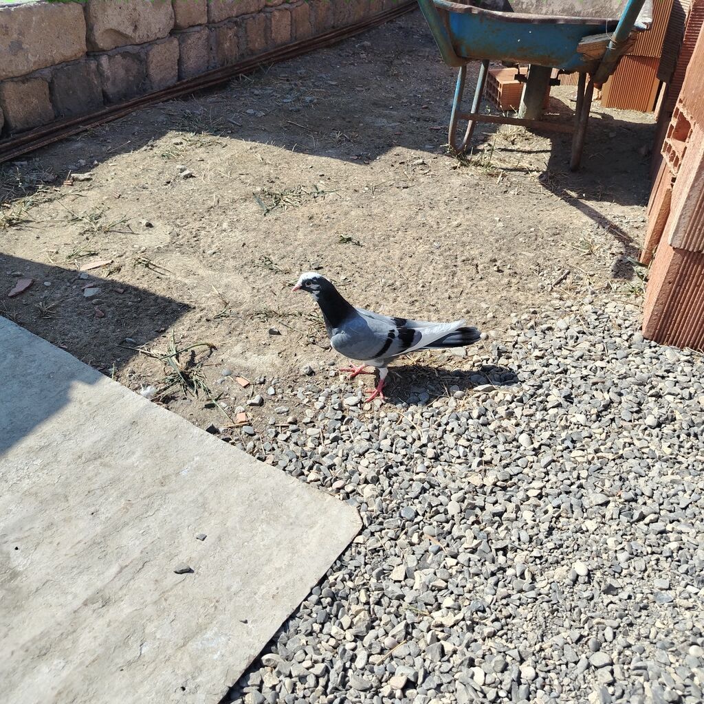 Göy ağ başlar satılır — Quşlar, Sumqayıt (2)