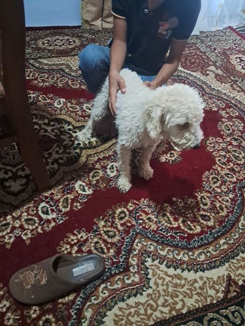 Pudel, Dişi — Fatmayı