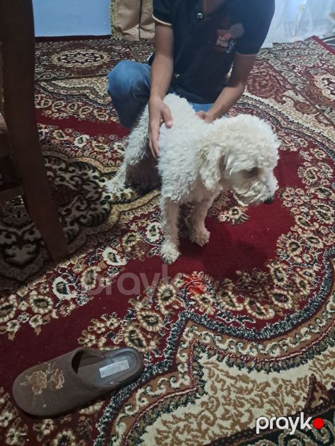 Pudel, Dişi — Fatmayı