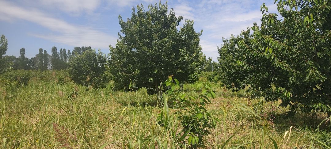 Satılır torpaq 231 sot — Torpaq, Qusar (6)