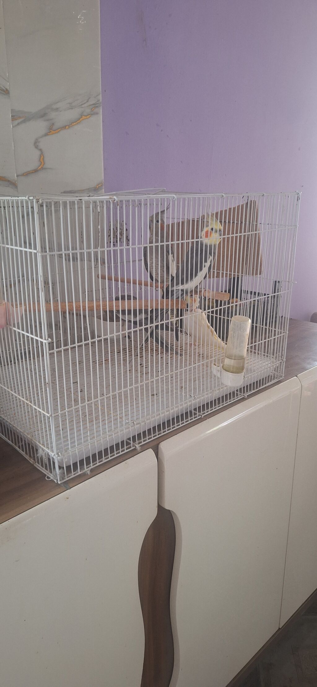 Növ: Nimfa (Cockatiel) papağanları və qəfəs dəsti 4 quw qefes daxil — Qəfəslər, Qazax
