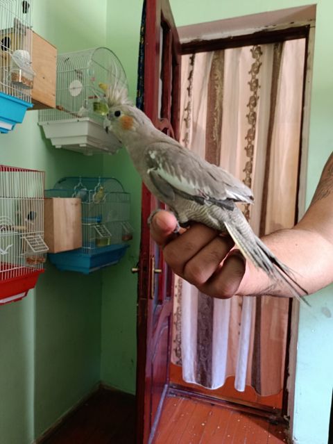 Nimfa (cockatiel) – əl öyrəşmiş, ünsiyyətcil və sakit xasiyyətli quş — Bakı