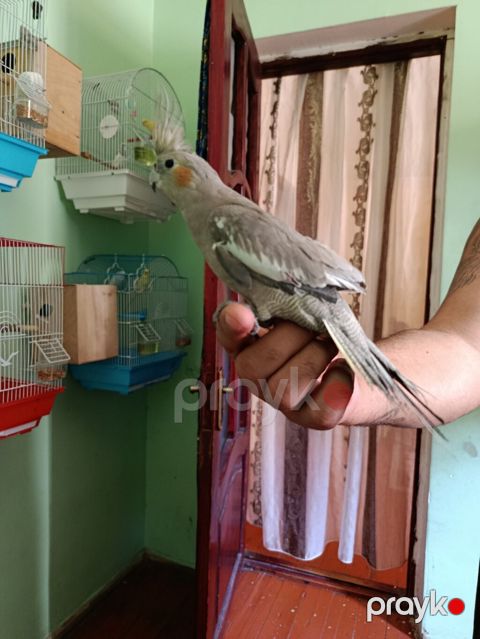 Nimfa (cockatiel) – əl öyrəşmiş, ünsiyyətcil və sakit xasiyyətli quş — Bakı