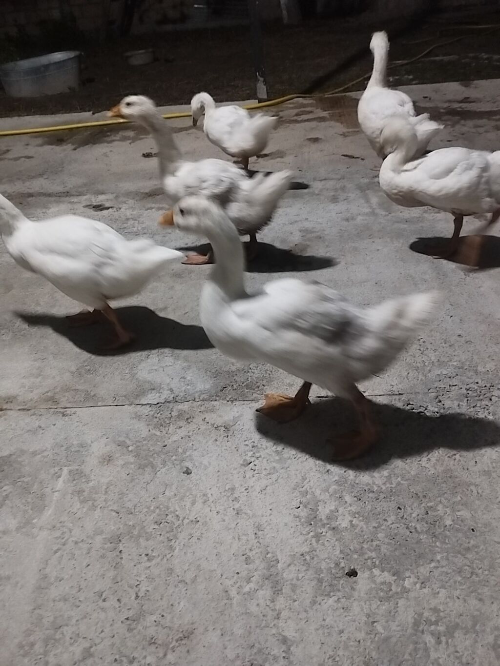 Linda Kuban qazlar 2 aylıqdır sayı 14 ədəddir. Real alıcılar narahat — Heyvanlar, Şəki