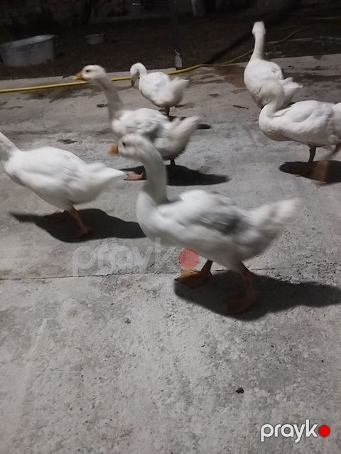 Linda Kuban qazlar 2 aylıqdır sayı 14 ədəddir. Real alıcılar narahat — Şəki