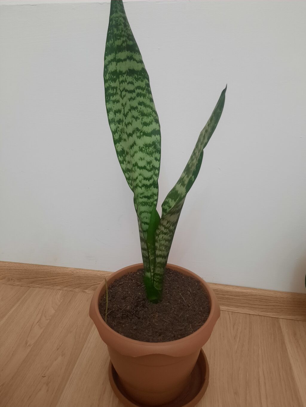 Dibçək gülü Sansevieria,gülü crassula,gülü fikus gülü,aloe gülü — Çiçəklər, Bakı (3)