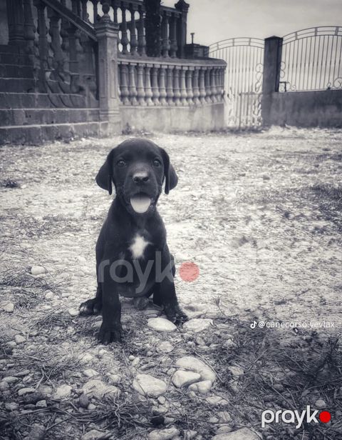 Kane Korso balası