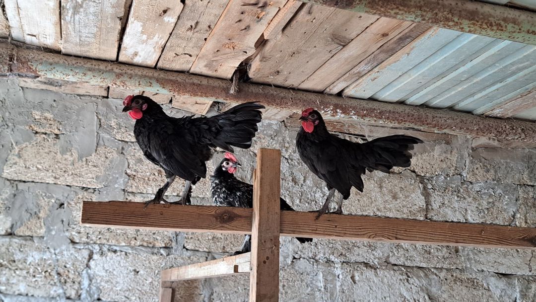 Yaponka quşlar — Digər heyvanlar, Bakı (2)