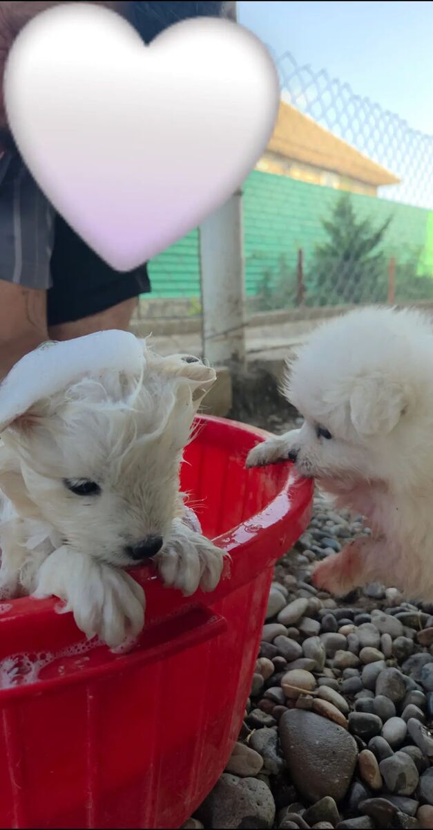 Samoyed — Heyvanlar, Bakı (3)