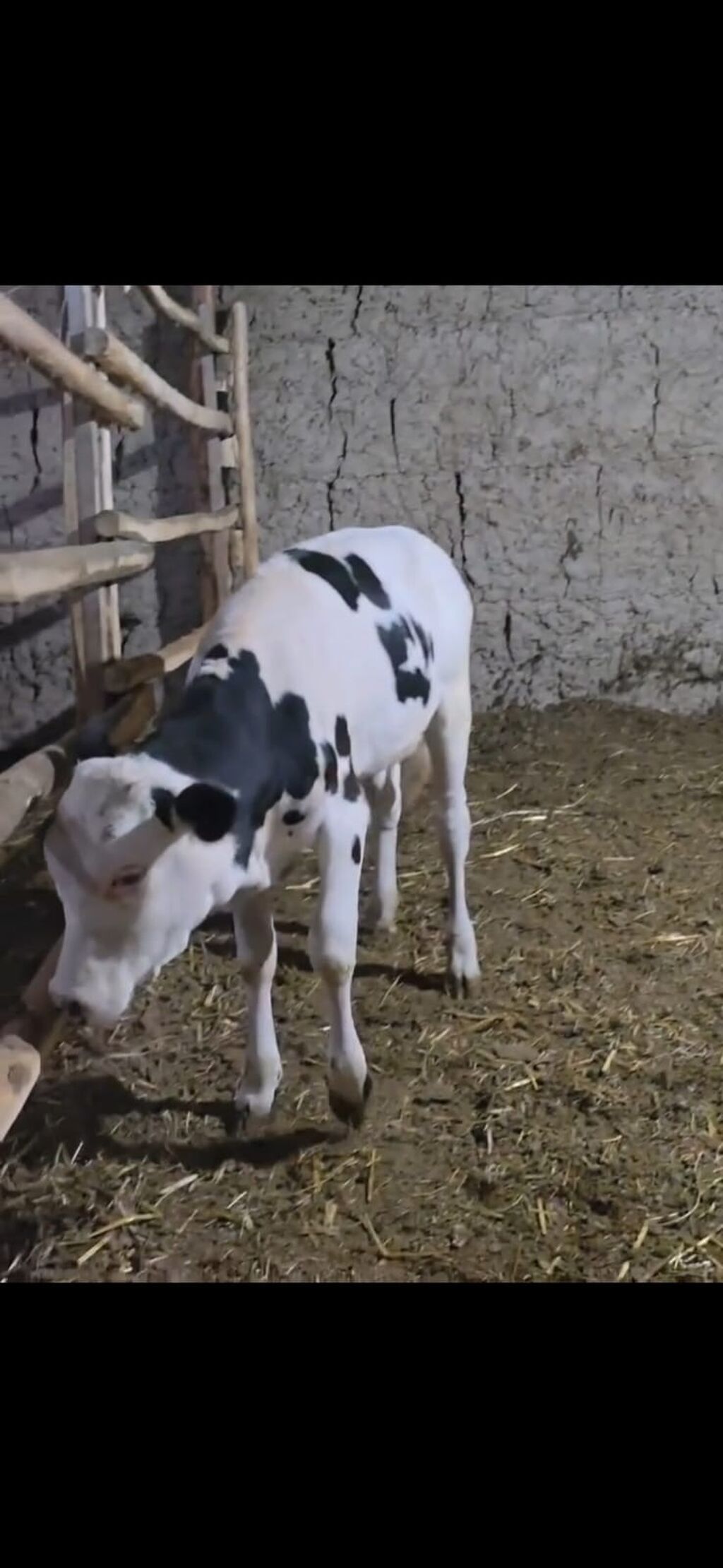Qarışıq südlük tipli qara-ağ rəngli buzovlar. - Cins tipi — Heyvanlar, Quba (7)