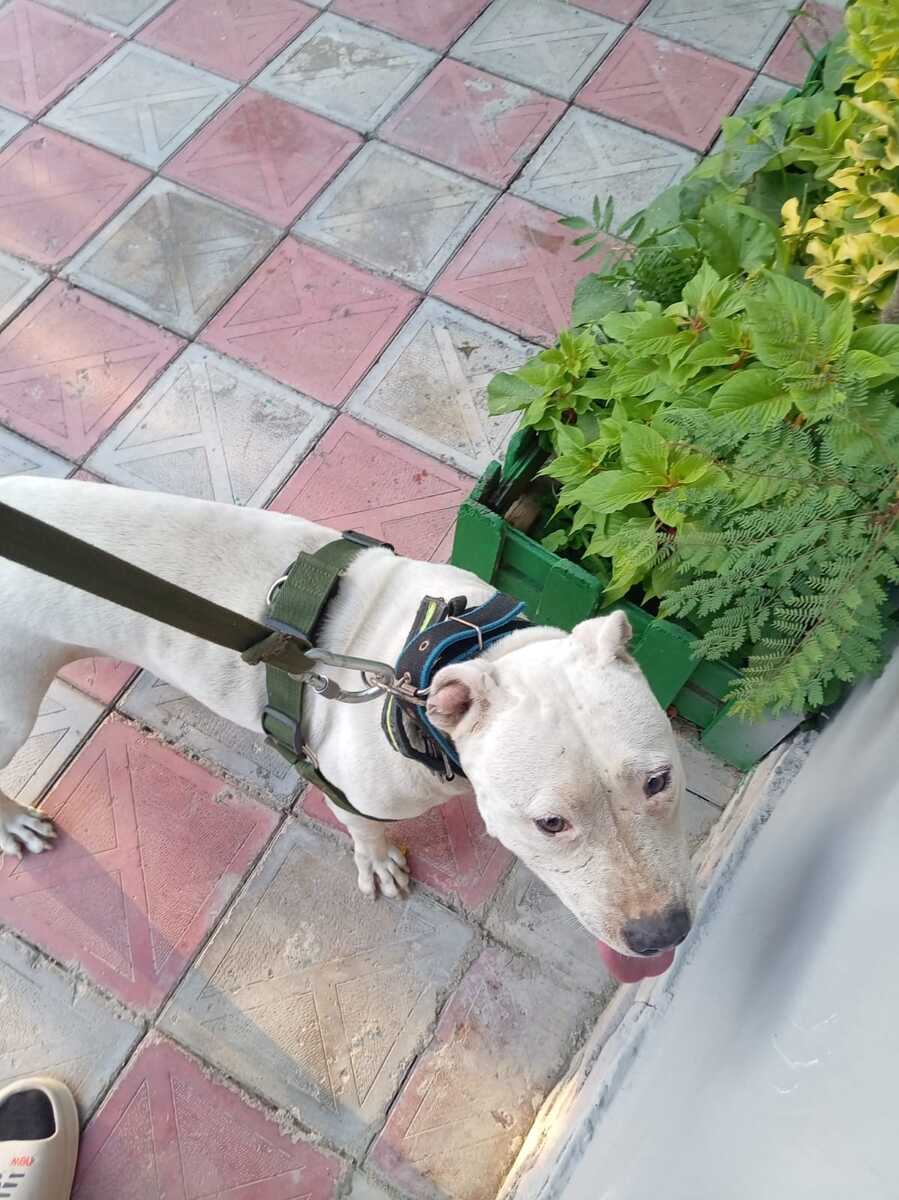 Pitbul — Heyvanlar, Bakı (3)