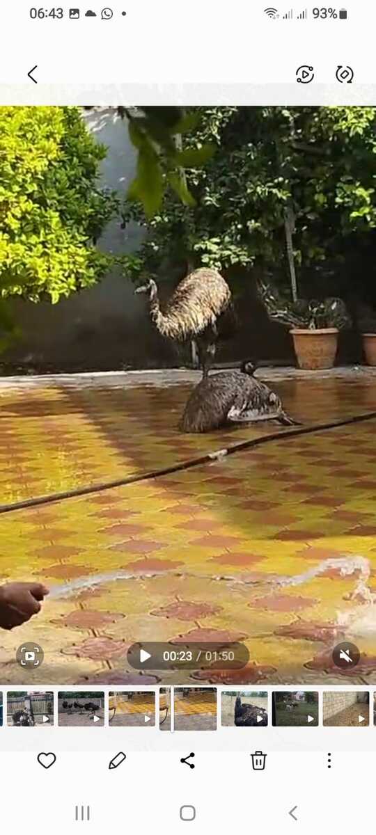 Afrika dəvəquşu və EMU dəvəquşu — Quşlar, Bərdə (3)