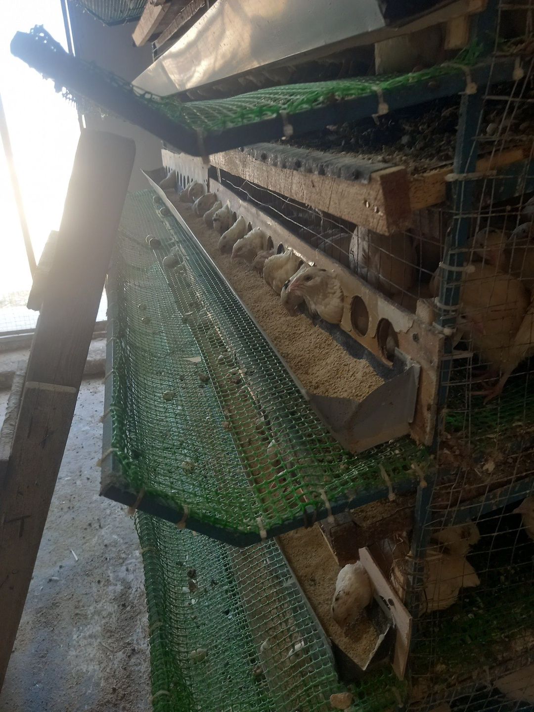 Bildirçin — Quşlar, Bakı (3)