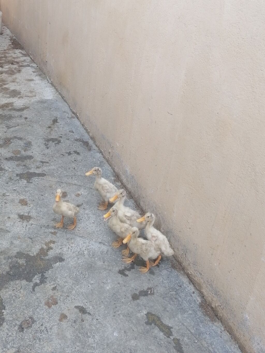 Pekin balları tam sağlam heyvanlardi saxlıya bilmirəm deye satram 6 — Quşlar, Novxanı (3)