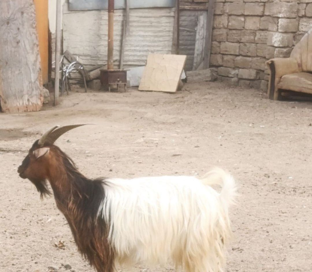 Keçi — Heyvanlar, Bakı (2)