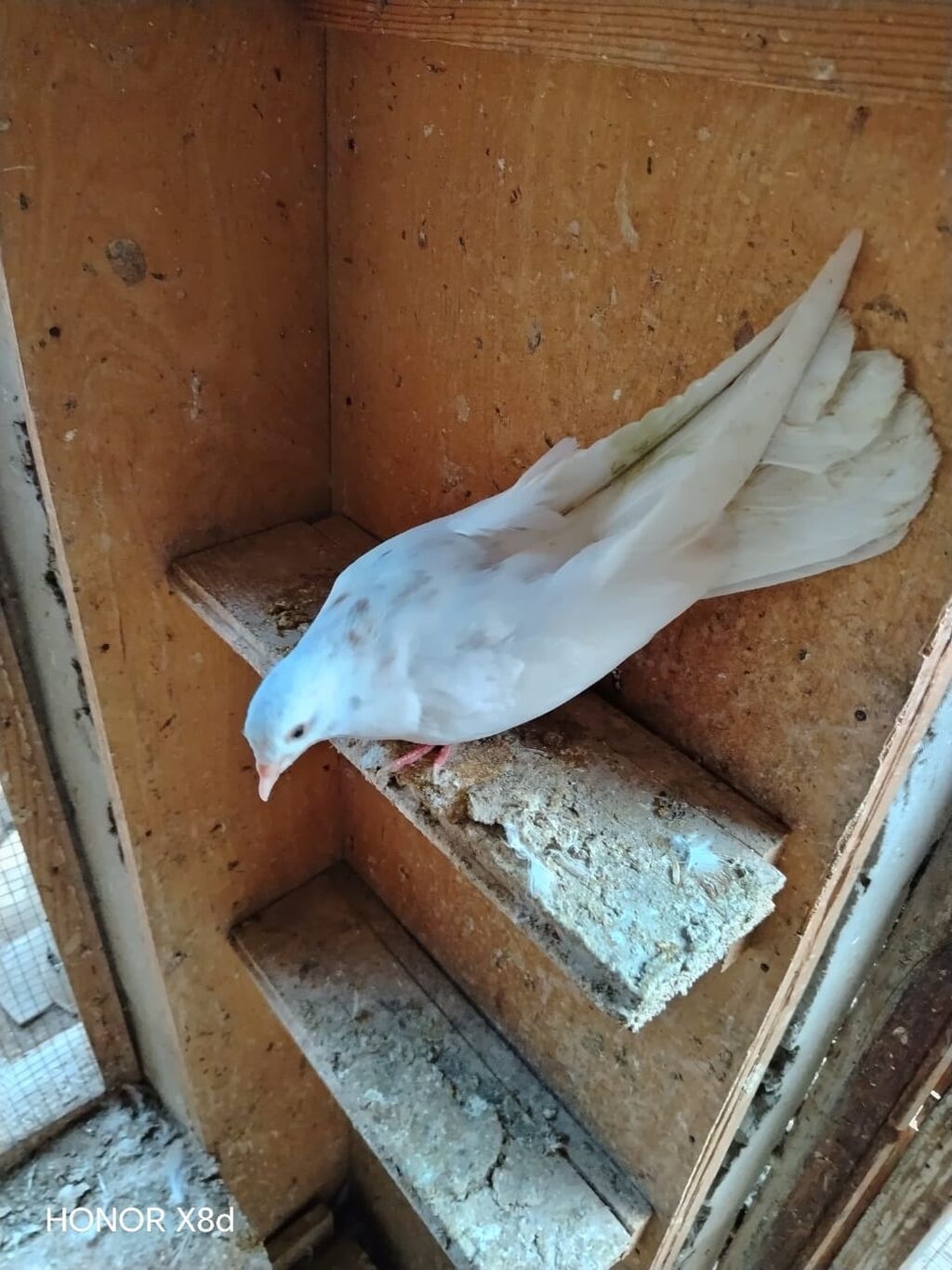 Ebreş agquyruqlar esenlerden qiymet birine aiddir unvan Suraxani — Quşlar, Digah (8)