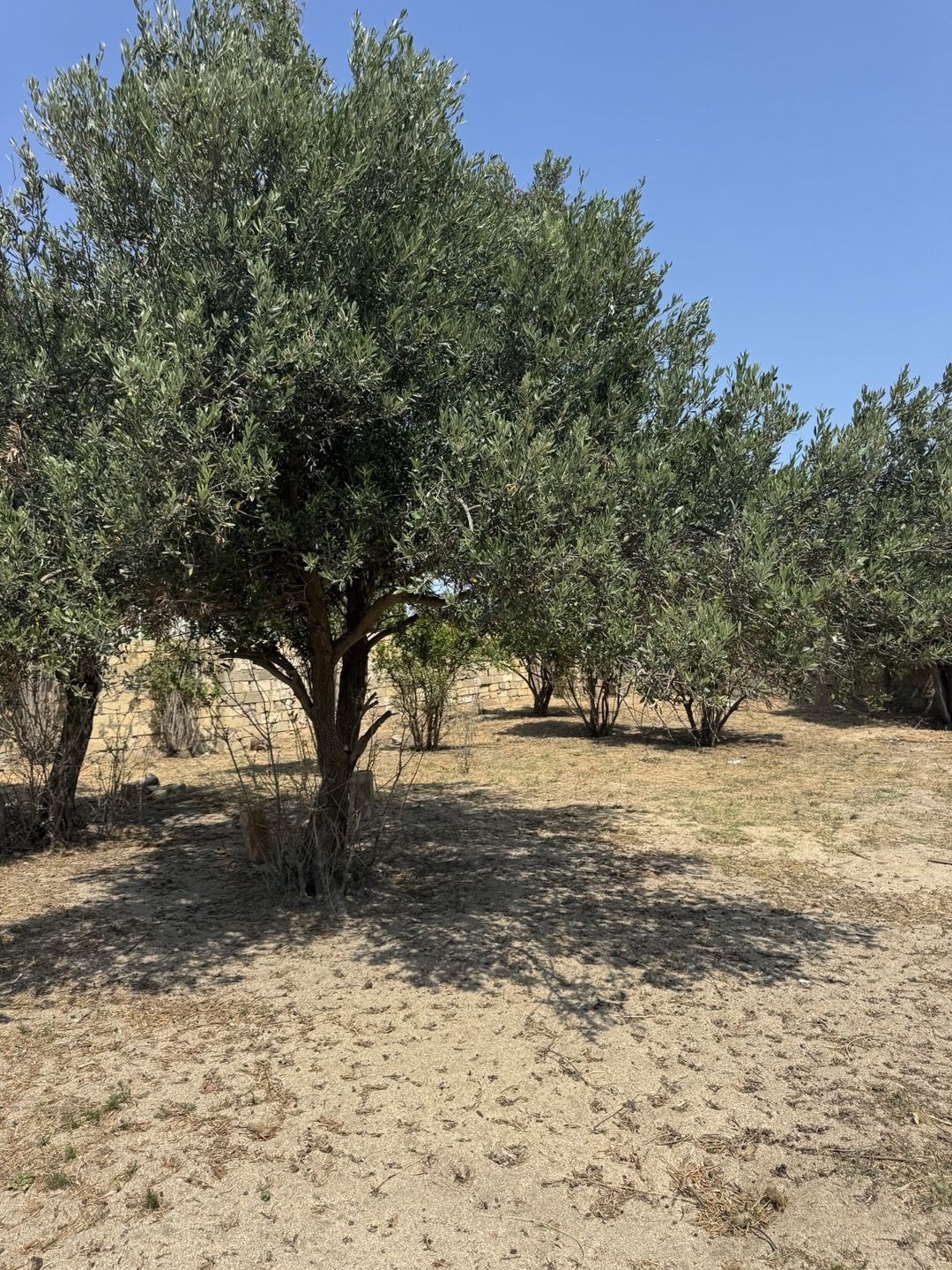 Satılır torpaq 3 sot — Torpaq, Bakı (5)