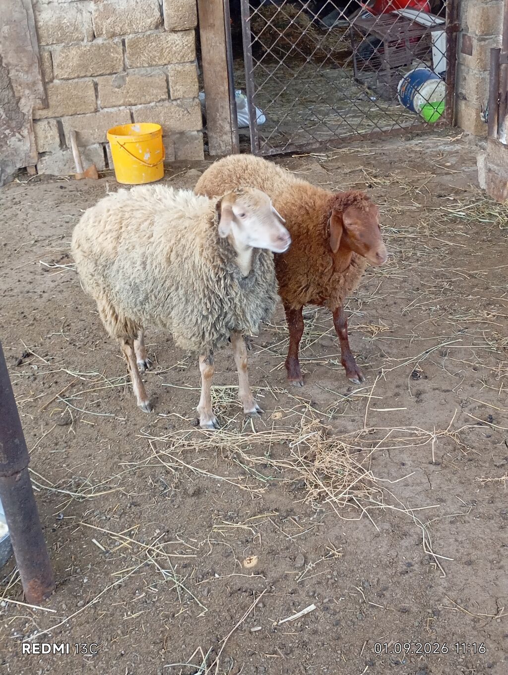 2 eded super saxlamali quzulardi kesmekde olar 6 ayliq disi quzulardi — Heyvanlar, Novxanı (4)