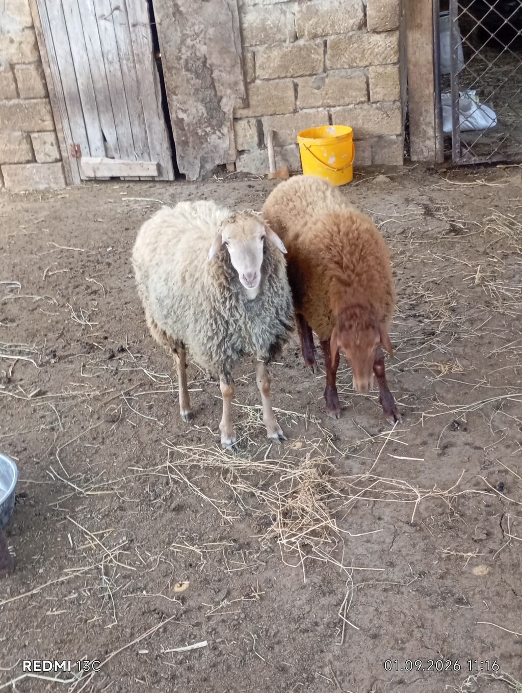 2 eded super saxlamali quzulardi kesmekde olar 6 ayliq disi quzulardi — Heyvanlar, Novxanı (3)
