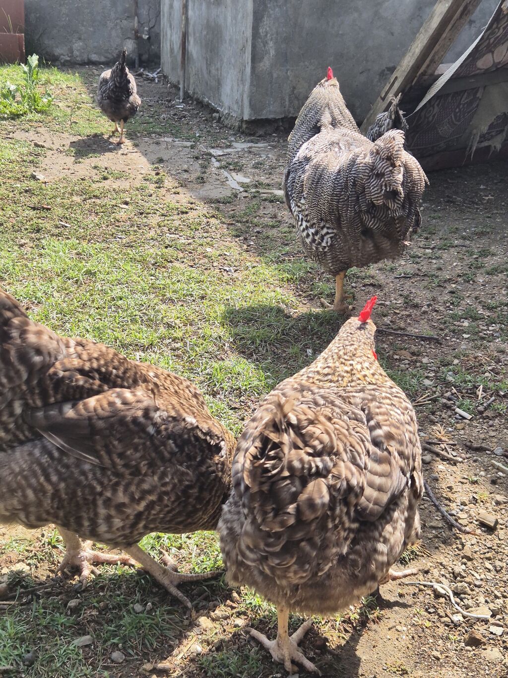 Toyuq, Yumurtalıq, Ödənişli çatdırılma — Heyvanlar, Bakı (5)
