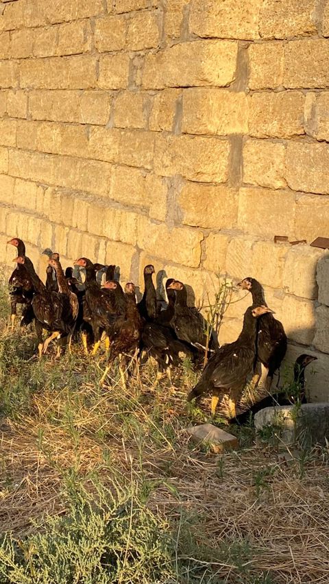 Heyvanlar Balakən-Zaqatala bölgəsində tanınmış xoruzbazın — Bakı