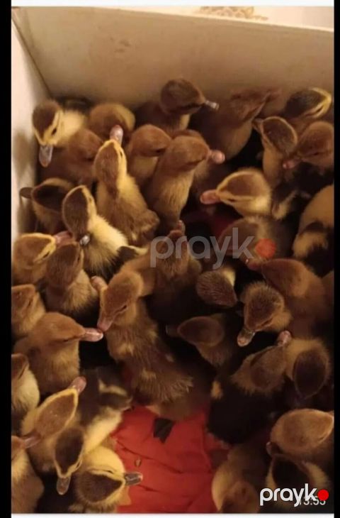 krasnadar sort Yaş qrupu: bir neçə həftəlik cücələr Rənglər