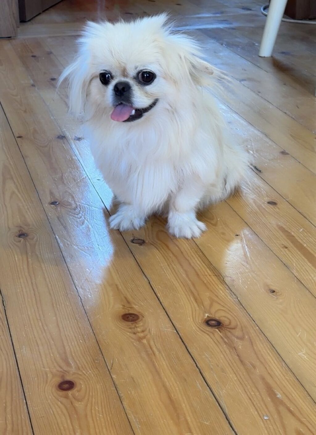Pekines, 8 ay, Dişi, Ünvandan götürmə — Köpəklər, Bakı (2)