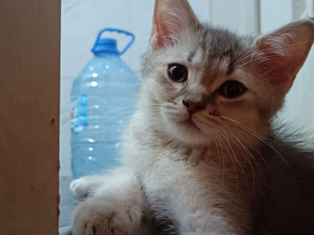 Şinşilla, Erkək, Yaxşı əllərə — Pişiklər, Bakı (2)