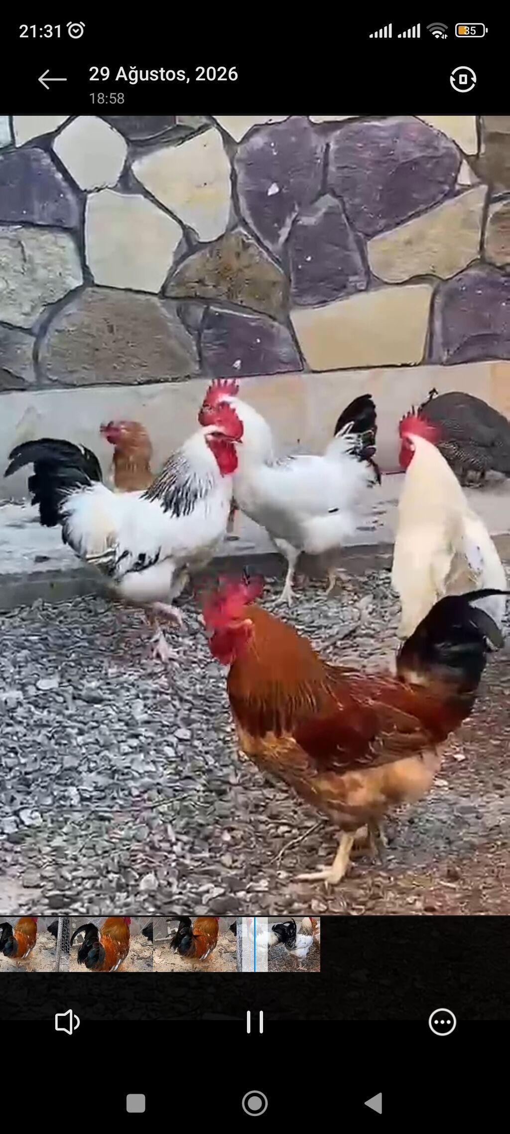 Kənd xoruzları — Quşlar, Bakı (2)