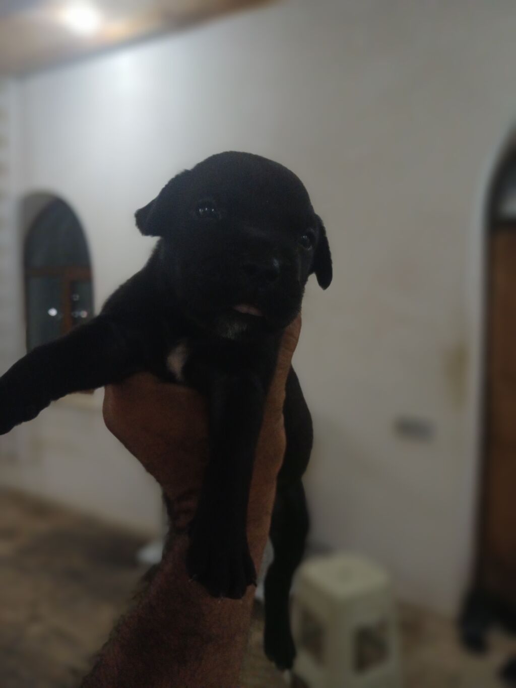 Cins: balaca ölçülü, qısa tükcüklü it balaları Rənglər: tünd boz — Heyvanlar, Bakı (5)