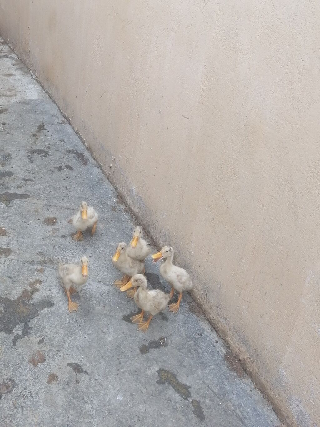 Pekin balları tam sağlam heyvanlardi saxlıya bilmirəm deye satram 6 — Quşlar, Novxanı (2)
