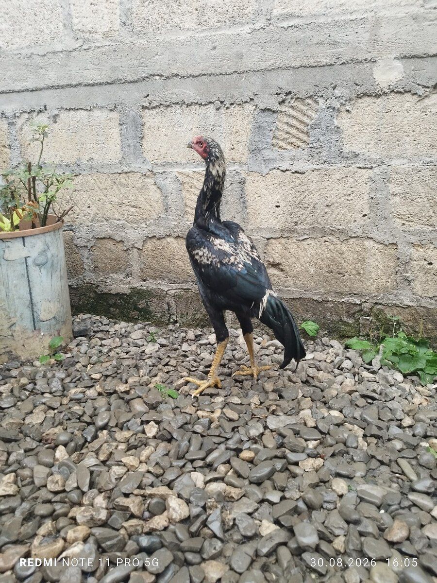 Heyratı toyuğu — Quşlar, Quba (2)
