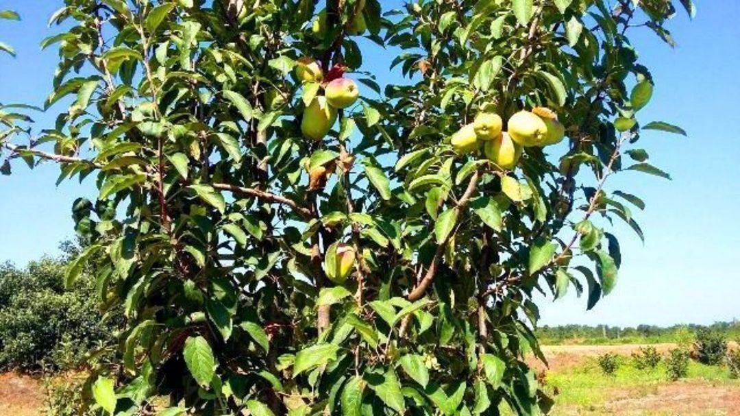 180 sot torpaq sahəsi, Xaçmaz r — Torpaq, Xaçmaz (4)