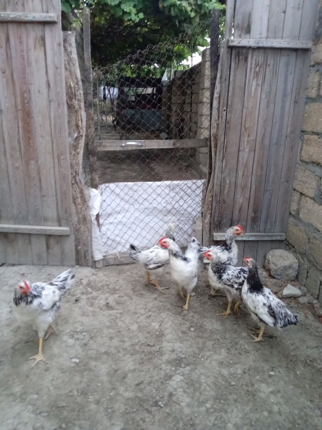 Toyuq cücələri, Ətlik, Ünvandan götürmə — Heyvanlar, Xaçmaz