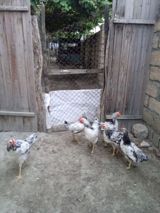 Toyuq cücələri, Ətlik, Ünvandan götürmə — Chickens and roosters
